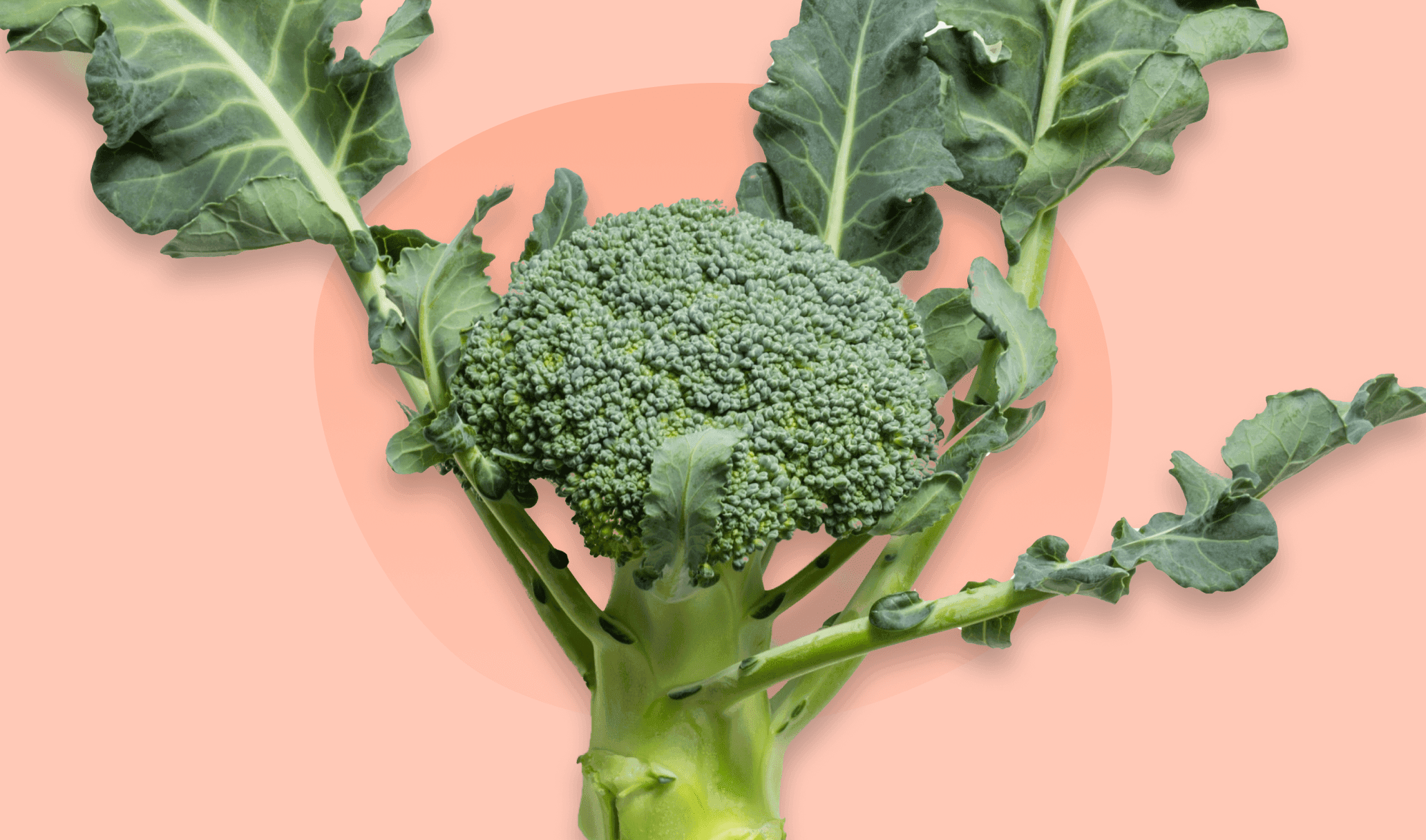 Broccoli